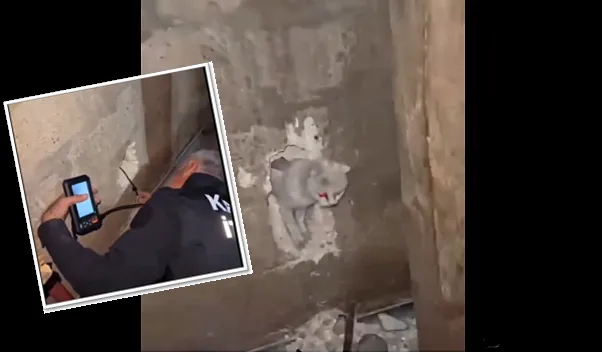 Kâhta”da duvar arasına sıkışan kediyi itfaiye kurtardı