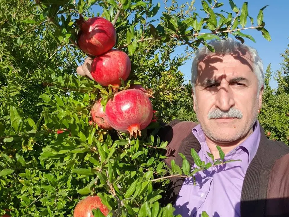 Uzmanından Nar üreticisine erken hasat uyarısı