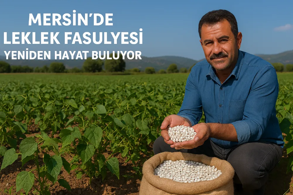  Leklek Fasulyesi Yeniden Hayat Buluyor