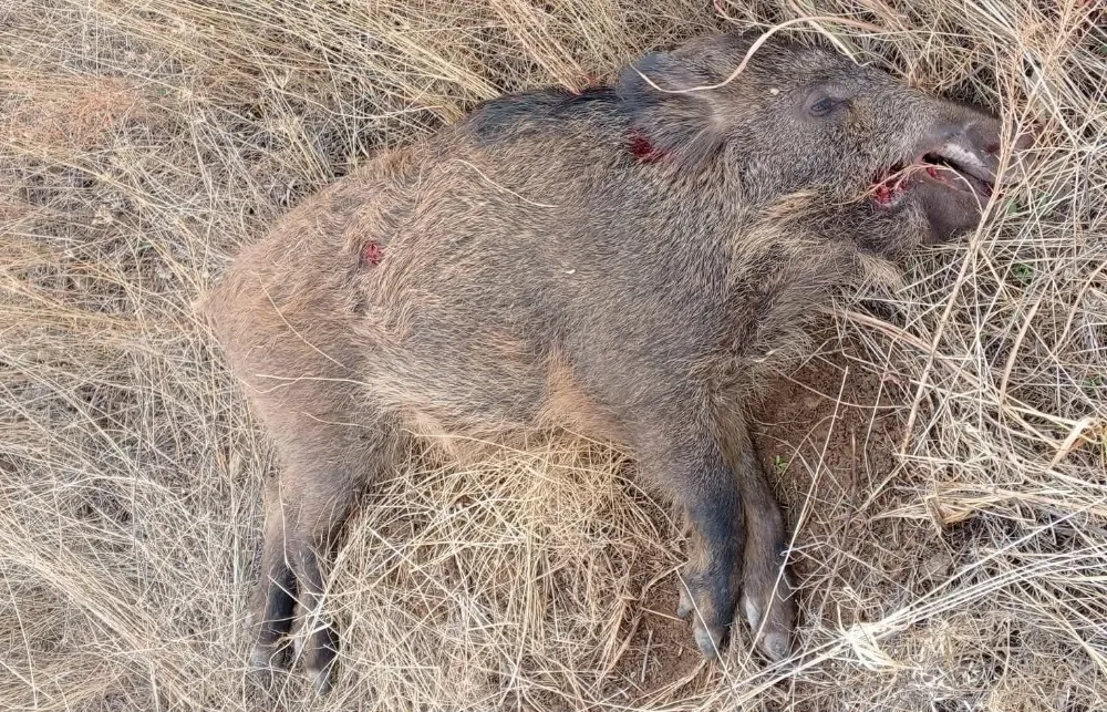 Gerger’de “mermi dağıtılarak domuz avı teşviki” iddiası tartışma yarattı