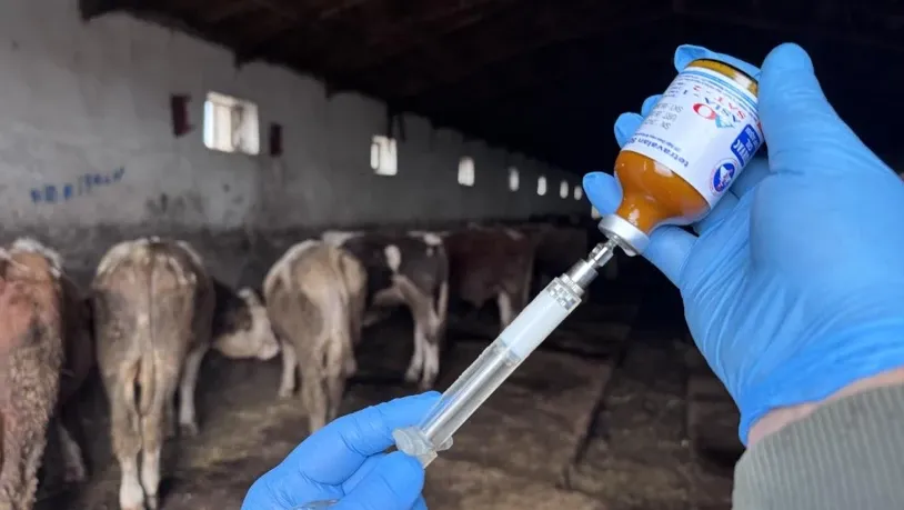 Bakanlıktan Şap salgını açıklaması 