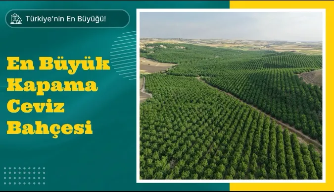 ZNT Tarım, Türkiye’nin En Büyük Ceviz Bahçesini Halkın Yatırımına Sunuyor