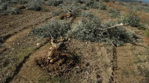 Besni’de 10 Bin Meyve Ağacı Tahrip Edildi: 500 Dönümlük Alanda Büyük Zarar