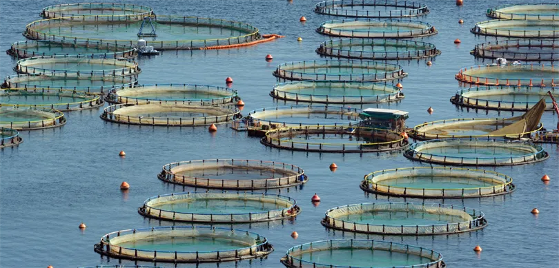 Türkiye, Akdeniz ve Karadeniz’de Su Ürünlerinde Bölge Lideri