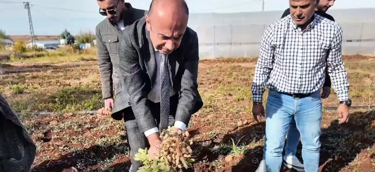 Bölge Tarımına Yeni Bir Alternatif Ürün: Yer Fıstığı