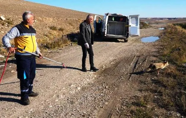  Adıyaman’da Yaralı Bulunan Tilki Tedavinin Ardından Yeniden Doğaya Salındı