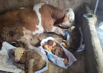 Kâhta’da Bir Batında Üçüz Buzağı Doğdu: 1 Milyonda Bir Görülen Olay
