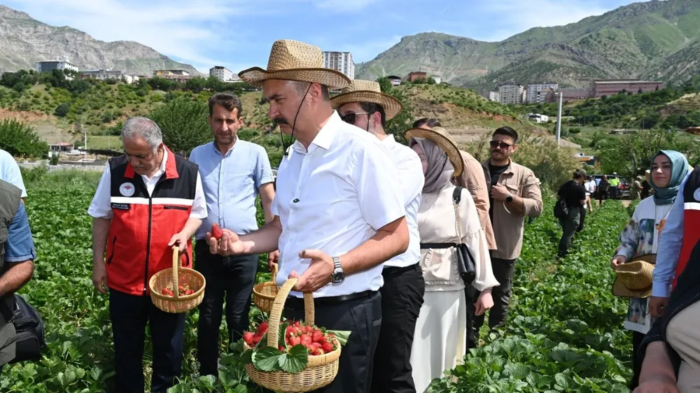 Sason Çileği Uluslararası Pazara Çıkmaya Hazırlanıyor