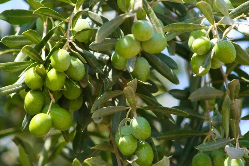 Adıyaman  Zeytin Çalıştayı’nın sonuç raporu açıklandı