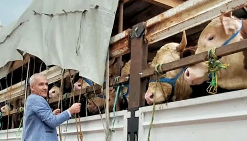 Satılamayan kurbanlıkları Et ve Süt Kurumu satın alacak
