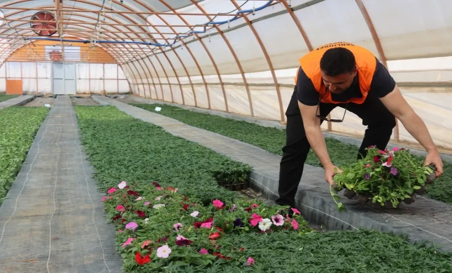 Şanlıurfa Büyükşehir’in Ürettiği Çiçekler Şehri Renklendiriyor