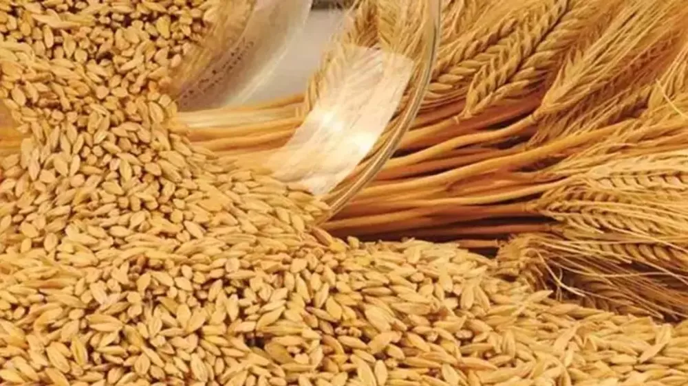 Hububat alım fiyatları ve destekler belirlendi