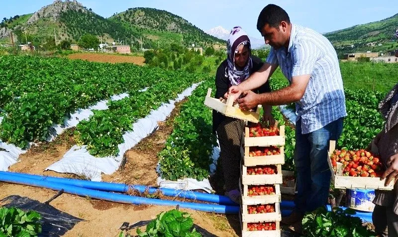 Sason‘da çilek bereketi