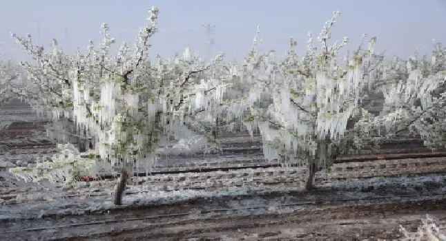 Zirai dondan zarar gören çiftçilere devlet desteği geliyor