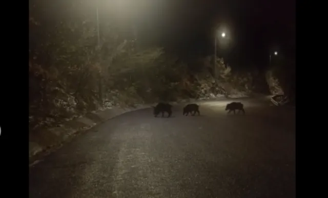 Yaban domuzları sürücülerin korkulu rüyası oldu
