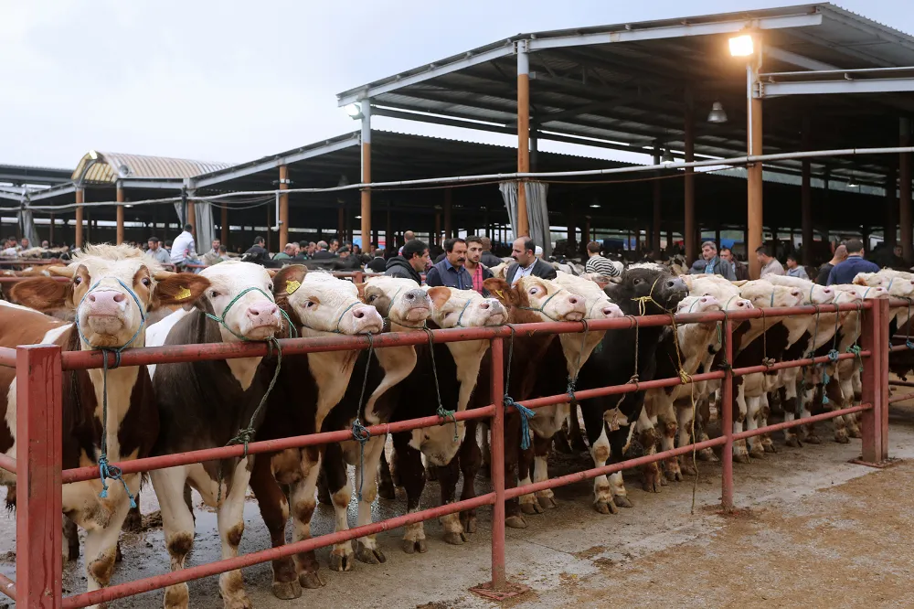 Bakan Yumaklı: 14 ilde daha hayvan pazarları açıldı!