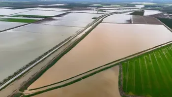 Çukurova’da tarım alarmı: Yağışlar tarlaları vurdu, ürünler sular altında