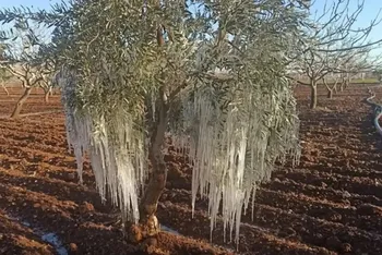 Çiftçiye Büyük Güvence: Tarım Sigortalarında Devlet Desteği Yenilendi
