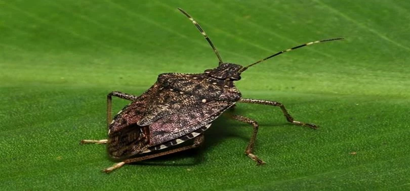 Tarım Kokarca Tehdidi Altında